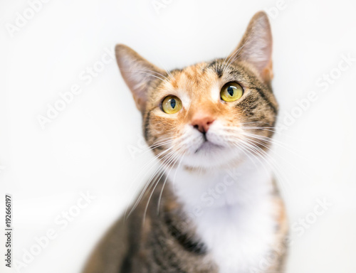 A Calico tabby domestic shorthair cat on a white background