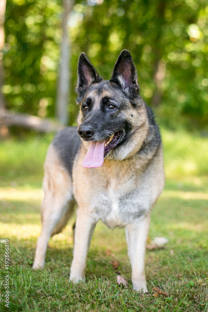 A purebred German Shepherd dog standing outdoors