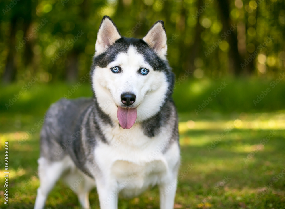 A purebred Alaskan Husky dog with blue eyes and a happy expression