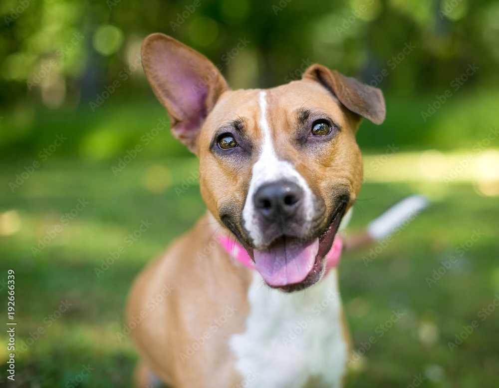 A happy mixed breed dog with one upright ear and one folded ear