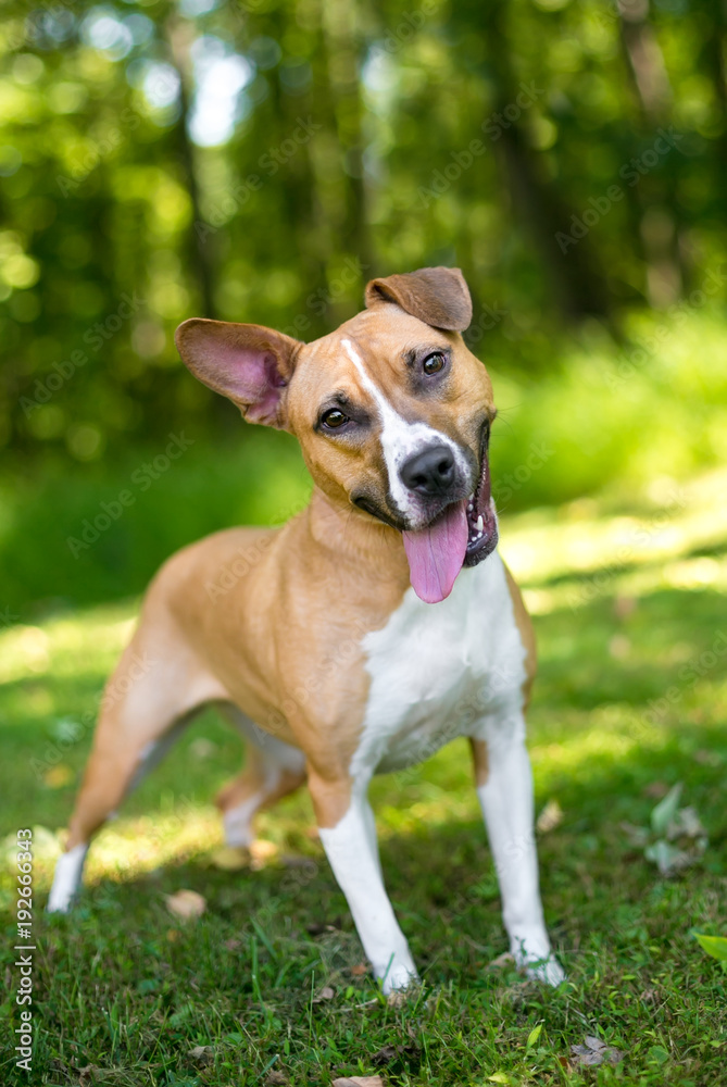 A happy mixed breed dog with one upright ear and one folded ear