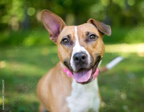 A happy mixed breed dog with one upright ear and one folded ear