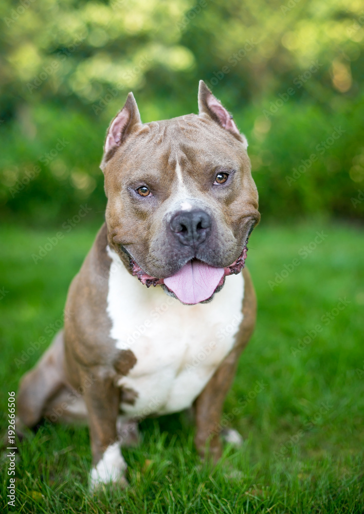 A happy Pit Bull Terrier mixed breed dog with cropped ears sitting outdoors