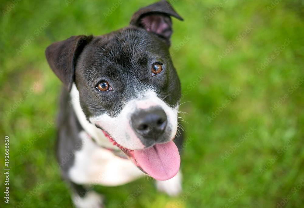 A happy black and white Pit Bull Terrier mixed breed dog looking up at the camera