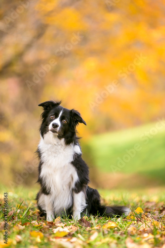 A Border Collie dog outdoors in the fall with colorful autumn leaves © Mary Swift
