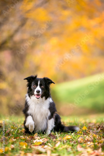 A Border Collie dog outdoors in the fall with colorful autumn leaves