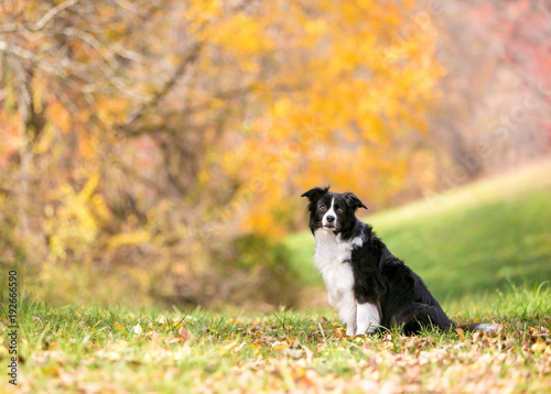 Fototapeta Naklejka Na Ścianę i Meble -  A Border Collie dog outdoors in the fall with colorful autumn leaves