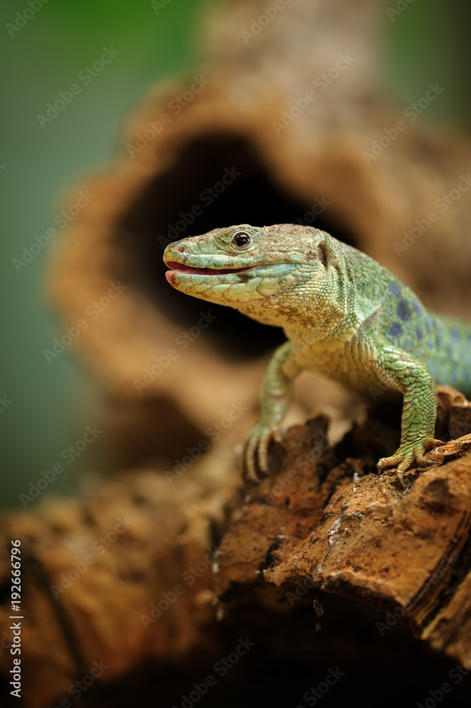 Ocellated lizard standing on tree root Ocellated lizard standing on tree root