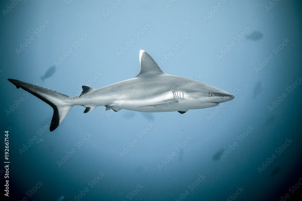 Fototapeta premium Close up of white tip reef shark from the tropical Maldives