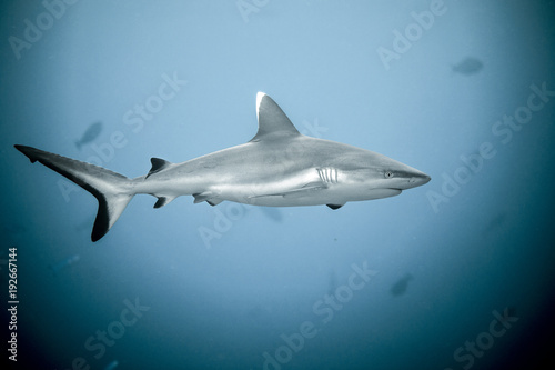 Close up of white tip reef shark from the tropical Maldives photo