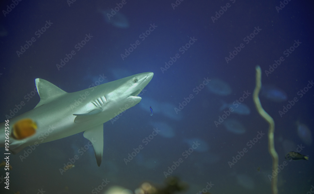 Obraz premium Close up of white tip reef shark from the tropical Maldives
