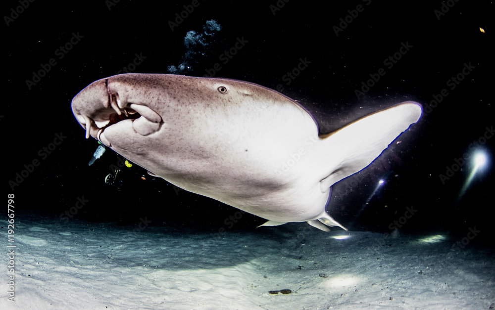 Fototapeta premium Close up nurse shark on a night dive in the Maldives Islands