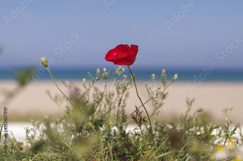 Gelincik çiçeği, arka planda deniz. photo