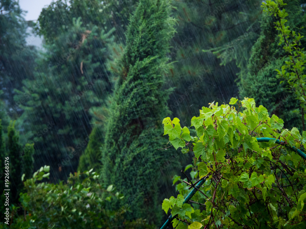 Heavy rain falling on plants in the garden