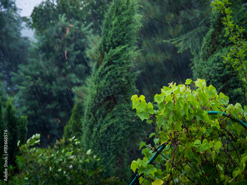 Heavy rain falling on plants in the garden