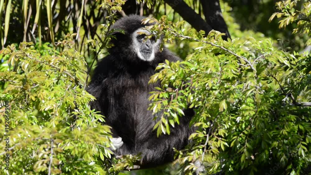 HD Video of one male Gibbon sitting in a tree looking around. Gibbons are apes in the family Hylobatidae. HD Video of one male Gibbon sitting in a tree looking around. Gibbons are apes in the family Hylobatidae.