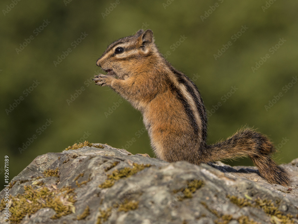 Active Chipmunk Active Chipmunk