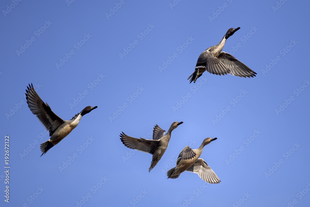 Northern Pintail Ducks flying against clear sky.