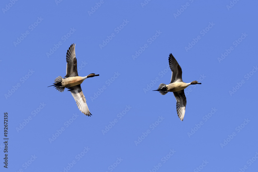 Low angle view of Northern Pintail Ducks flying against clear sky. Low angle view of Northern Pintail Ducks flying against clear sky.