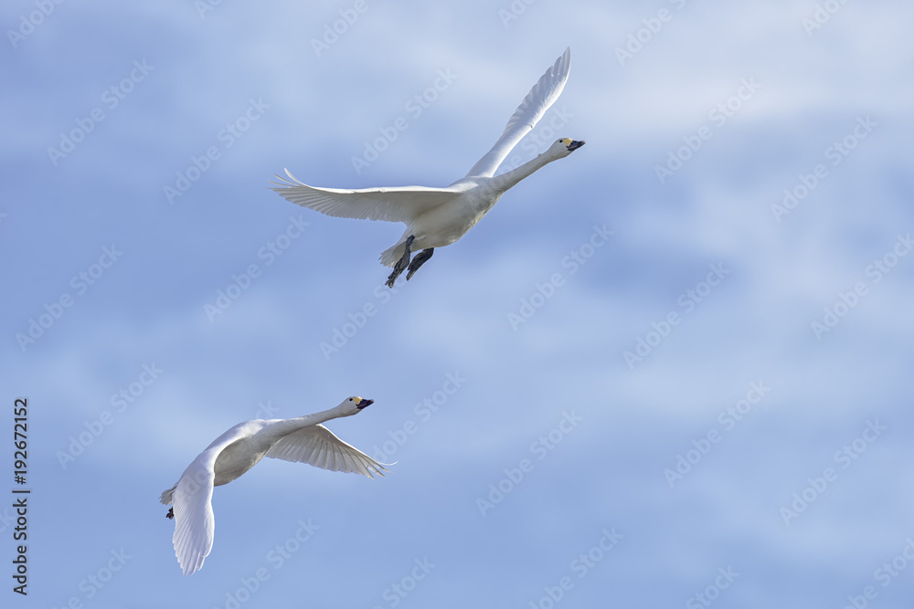 Fototapeta premium Pair of swans flying on a sunny day.