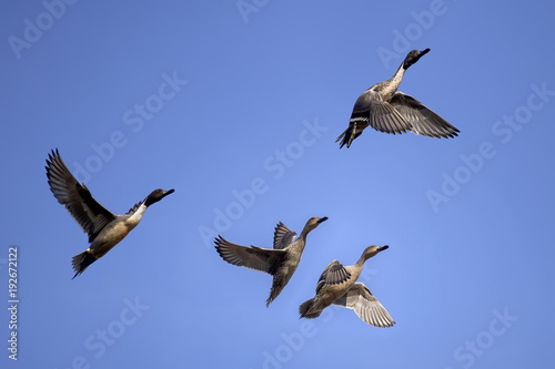Northern Pintail Ducks flying against clear sky.
