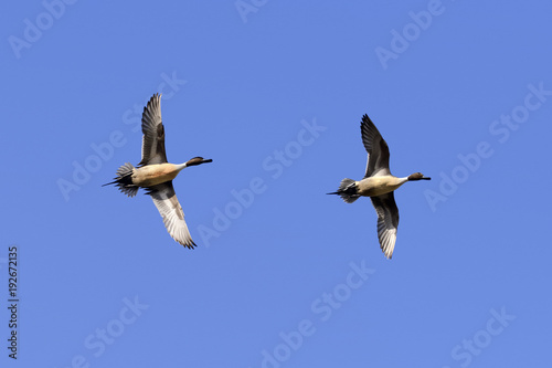 Low angle view of Northern Pintail Ducks flying against clear sky.