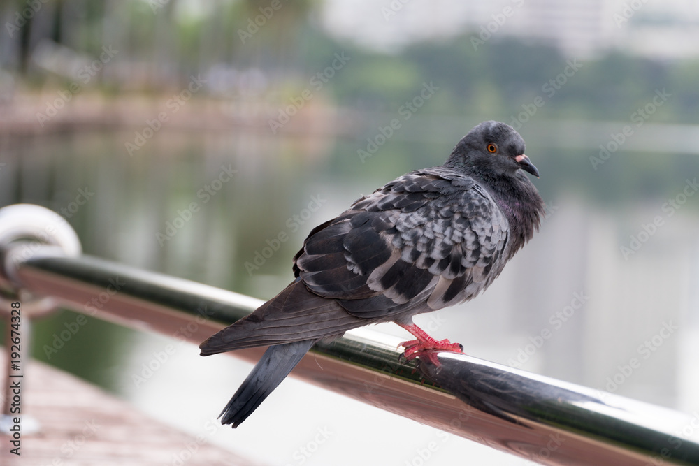 Obraz premium Close up Feral Pigeons perch on the railing beside the pond in the park of natural background.