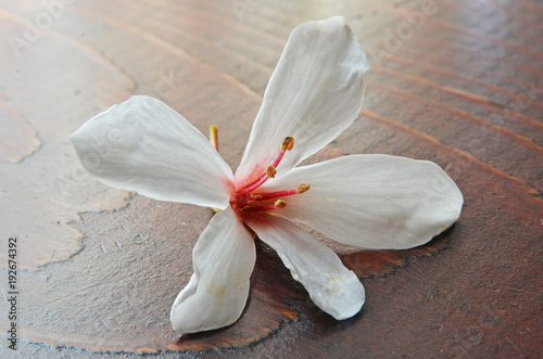 Tung tree flower on the wooden table