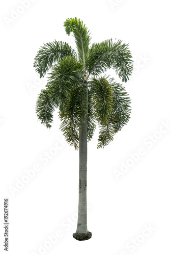 Green palm tree on white © santagig