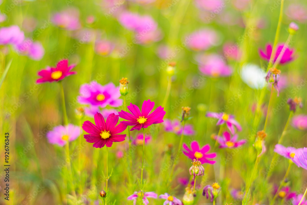 Fototapeta premium Beautiful cosmos flower.