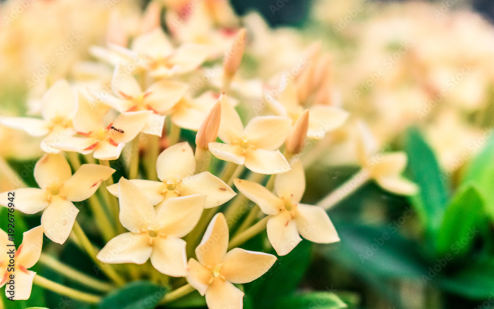 Obraz premium Spike flower, yellow flower spike and green leaves in the park .