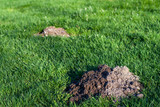 Fresh mole hill in a healthy lush green lawn
