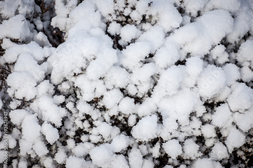 heath in winter snow