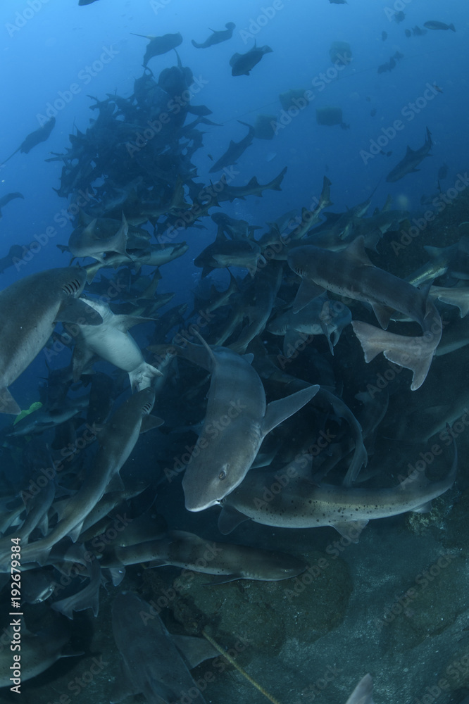 Fototapeta premium Feeding Frenzy of Banded Hound Sharks in Blue Water of Japan