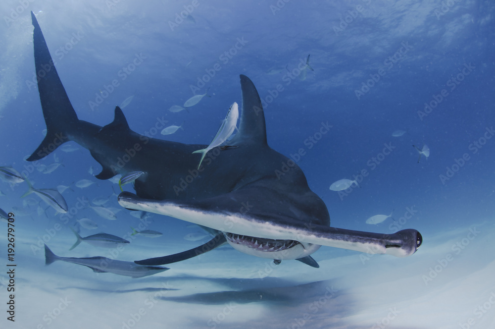 Hammerhead Shark Facing towards You in Clear Waters of Bahamas - obrazy, fototapety, plakaty 