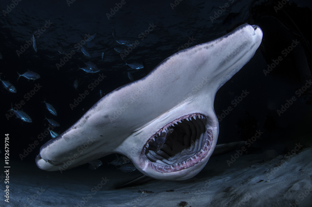 Hammerhead Shark with Open Mouth Showing Teeth in Dark Waters of