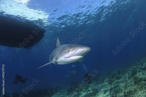 Caribbean Reef Shark Swimming Alone in Open Water of Bahamas