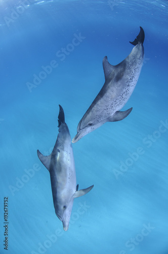 Pair of Dolphins Swimming in Sync in Clear Waters of Bahamas