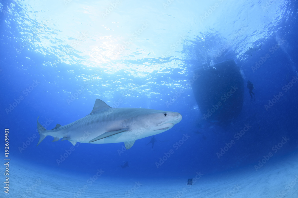 Fototapeta premium Tiger Shark Swimming Calmly though Open Blue Water in Bahamas