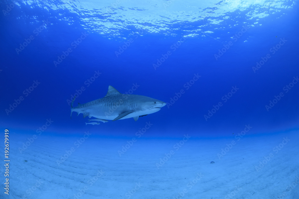 Tiger Shark Swimming Calmly though Open Blue Water in Bahamas Tiger Shark Swimming Calmly though Open Blue Water in Bahamas