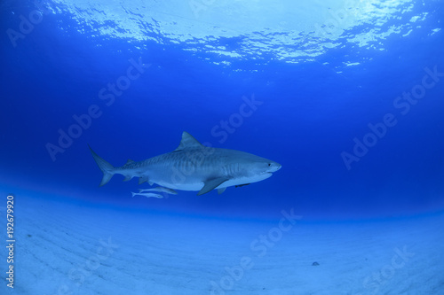 Tiger Shark Swimming Calmly though Open Blue Water in Bahamas
