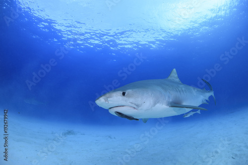 Tiger Shark Swimming Calmly though Open Blue Water in Bahamas © Martin