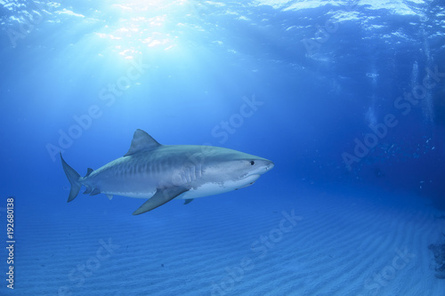 Tiger Shark Swimming Elegantly in Open Blue Waters of Bahamas © Martin
