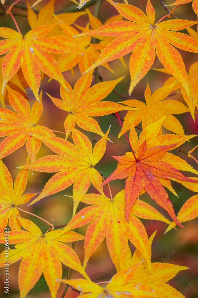 Colorful maple leaves (Momiji) during autumn in Kyoto Japan Colorful maple leaves (Momiji) during autumn in Kyoto Japan