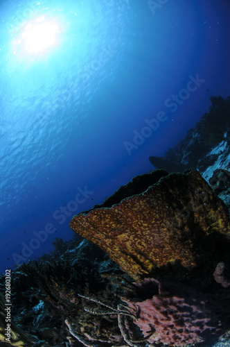 Beautiful Corals and Reefs Thriving in Crystal Clear Waters of Mexico