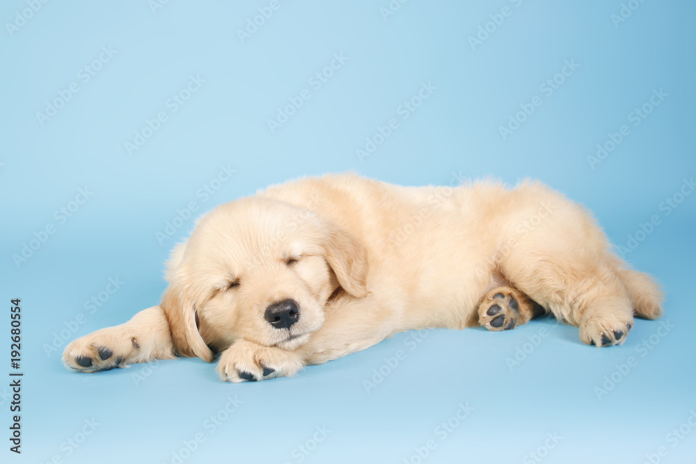 Golden dog sleeping on blue background.