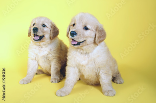Two pup on yellow background. Retriever puppy dogs sitting together looking at the same positioning.