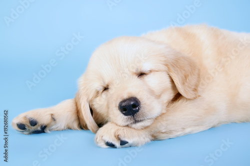 Golden dog sleeping on blue background. © Nattapach
