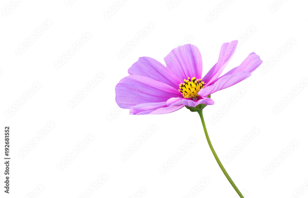Pink Cosmos flower (Cosmos Bipinnatus) isolated on white background, clipping path included Pink Cosmos flower (Cosmos Bipinnatus) isolated on white background, clipping path included