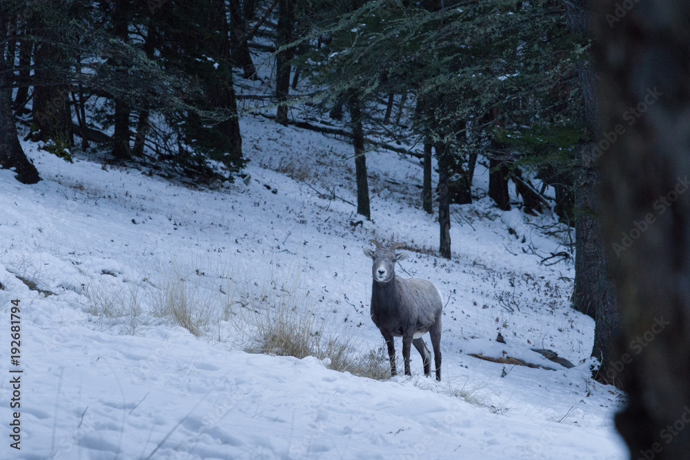 Mountain sheep in winter forest Mountain sheep in winter forest